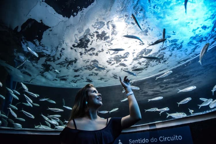 Imagen - Semana Santa en Rio de Janeiro | Tour por el Boulevard Olímpico + Entrada a AquaRio