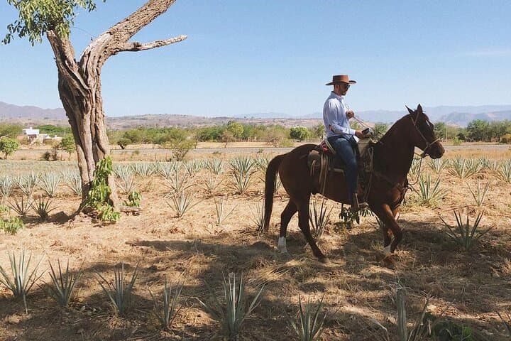 Imagem - GUADALAJARA VAQUERO + TOUR TEQUILA Y CABALLOS 