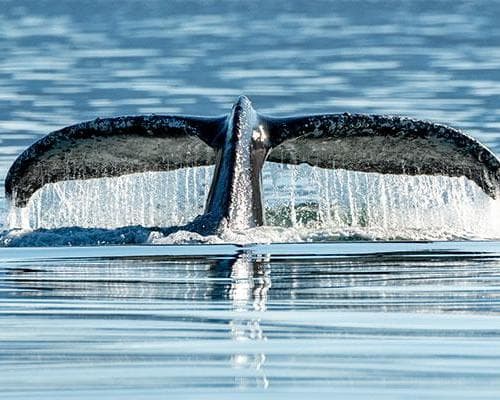 Image - ALASKA - MSC POESIA