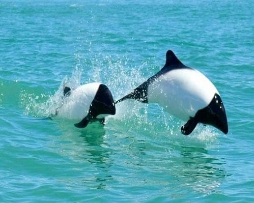 Image -  Puerto Madryn & Valle Inferior