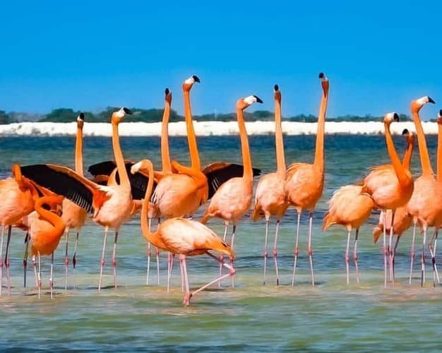 Image - ISLA MUJERES +LAS COLORADAS PARA TU VIAJE A PLAYA DEL CARMEN