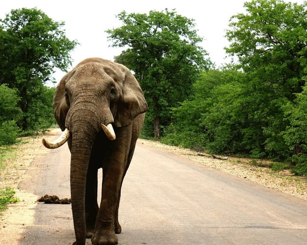 Image - The Color of Sud Africa