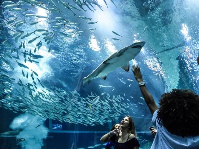 Imagen - Aquario - Entrada con traslados - Rio de Janeiro