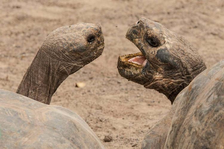 Image - Visita a un centro de crianza de tortugas en Isla Galapagos