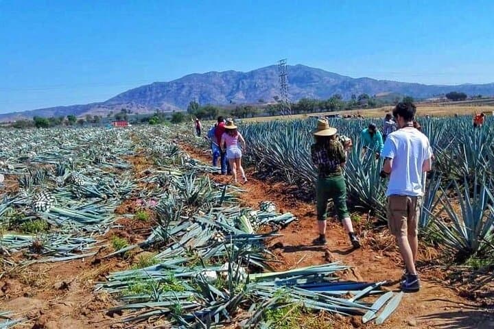 Imagem - VOLANDO A GUADALAJARA + HOTEL Y TOUR 