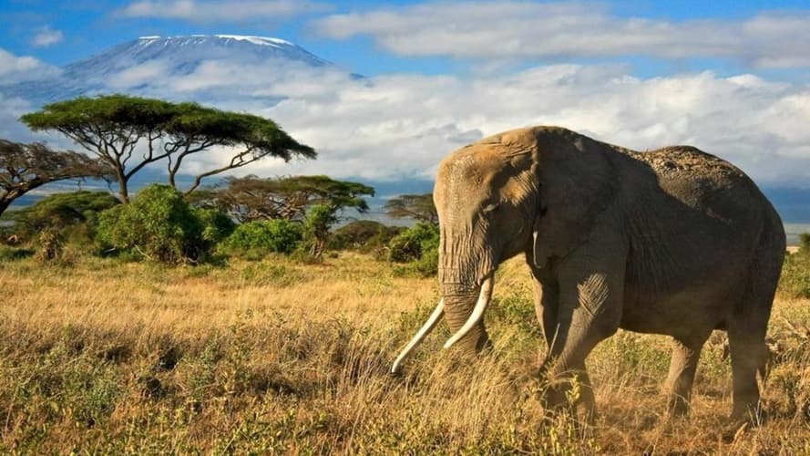 Bild - 4 Tage Safari im Amboseli & Tsavo Nationalpark & Baden Mombasa