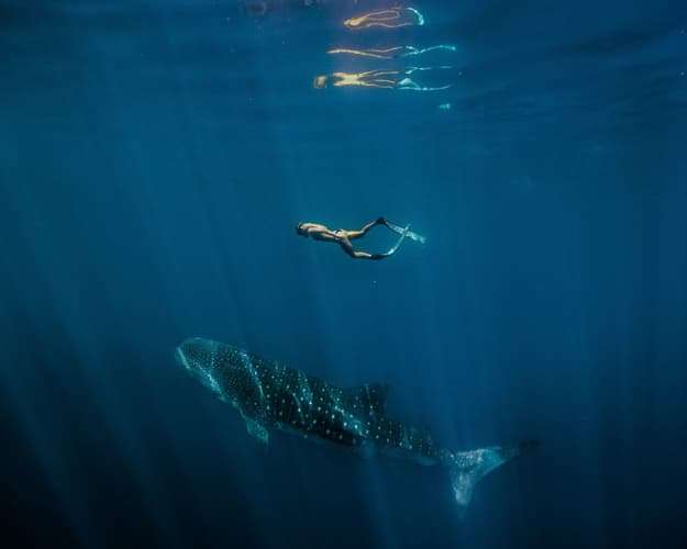 Image -  Sumbawa – Balenat dhe plazhet e magjishme