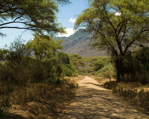 Imagen - SOLO TANZANIA - SIMBA LODGES + MANYARA SERENA 2026 - Tour 11.a