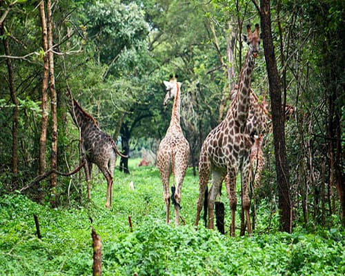 Resim - Lusaka, Zambia