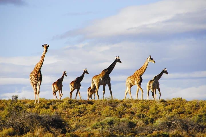 图像 - 6 Days CAPE TOWN (4*- Marine Big 5 safari experience)