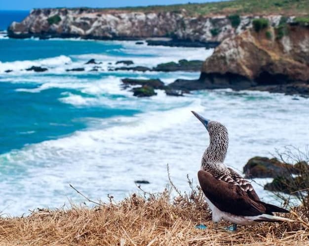 Image -  La Plata Island desde Manta, Ecuador