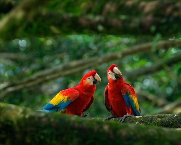 Imagen - Pura Vida con Guanacaste – Tour Regular