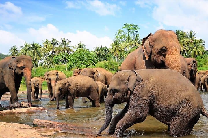 Imagine -  Sejur Colombo, Sri Lanka & plaja Marari, India - februarie