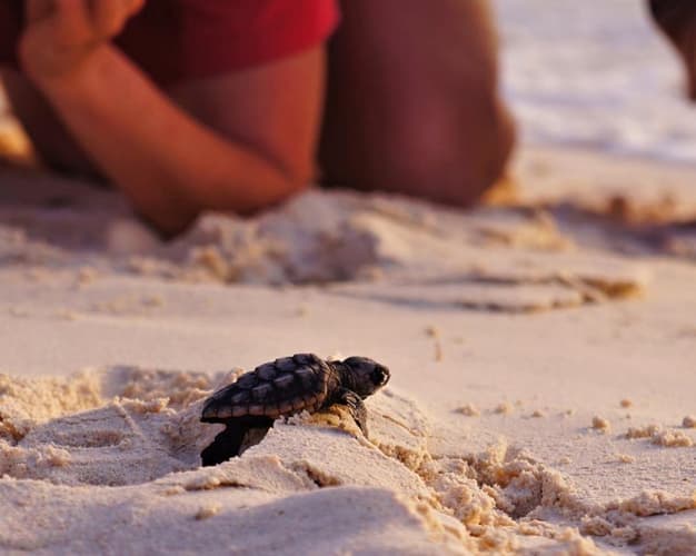 Imagem - COMBO 3 TOURS CLÁSICOS PARA TU VIAJE A IXTAPA