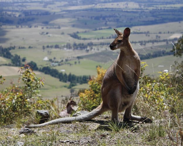Beeld -  Het beste van Oost-Australië