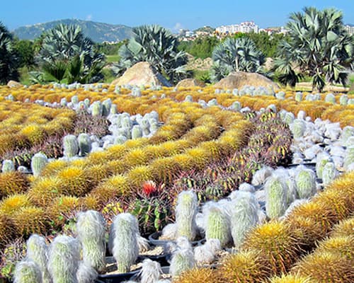 Imagen - Los Cabos - Hotel Nobu Los Cabos con vuelo incluido