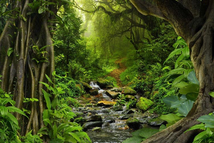 Image - Amazon Rainforest, Brazil