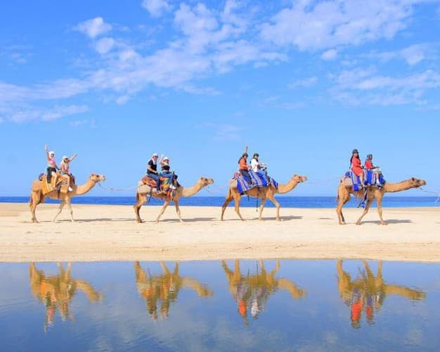 Image - COMBO TOURS LOS CABOS: CAMELLOS Y BALANDRA