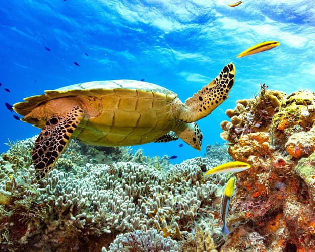 Imagen - TOUR CATAMARÁN CON SNORKEL Y CIELO EN COZUMEL