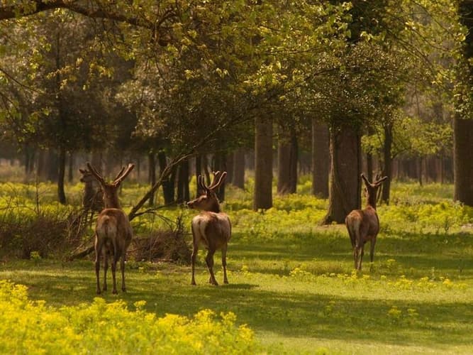 Immagine - Il Delta del Po: La "Camargue" Italiana