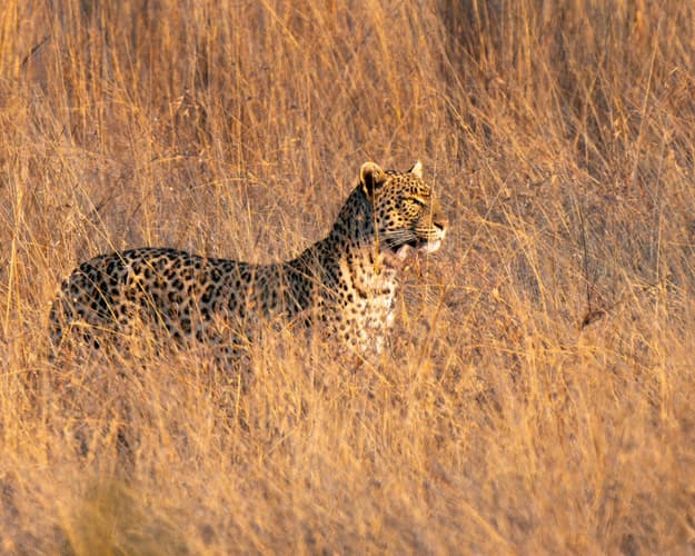 Imagen - Sueño sudafricano frecuencias Latam - Llega JNB domingo 