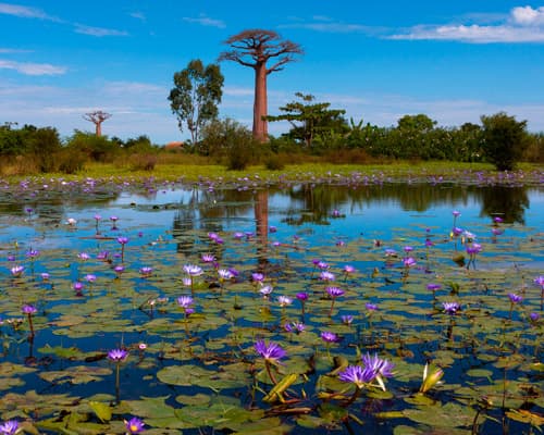 Изображение - Inseltraum Mauritius & Lemuren auf Madagaskar