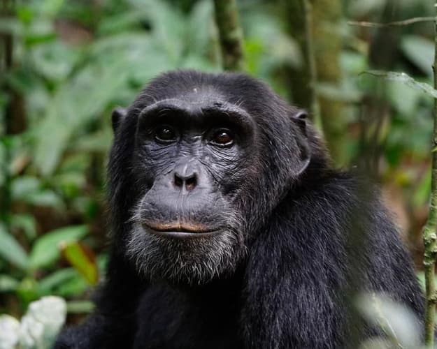 Şəkil - Uganda la "Perla de África"