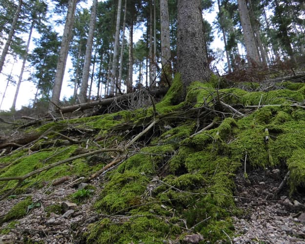 Image - Central Europe and the Black Forest