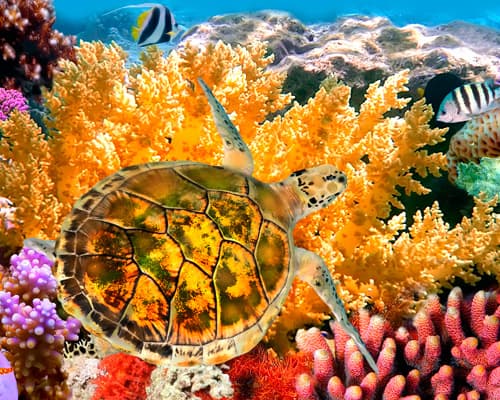 Image - Baglioni Maldives Luxury All-inclusive