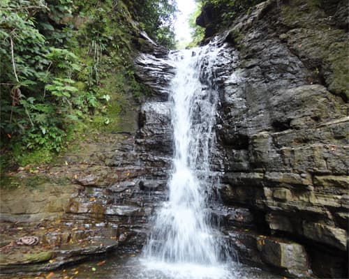 Imagen - Romance en la Selva