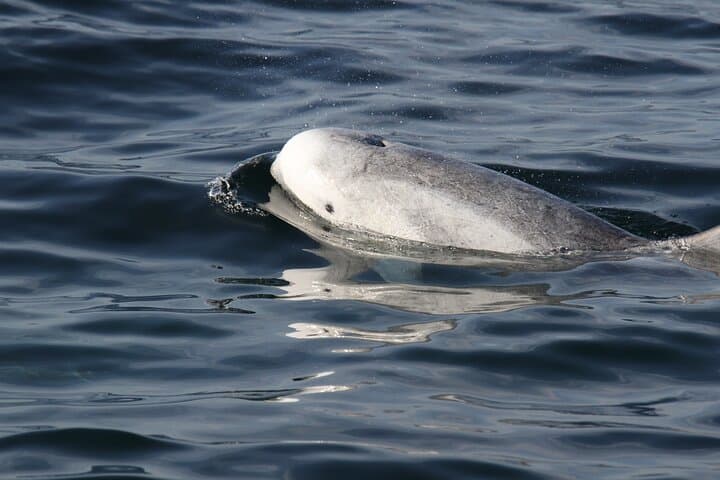 Immagine - ¡California en pareja con Ballenas!