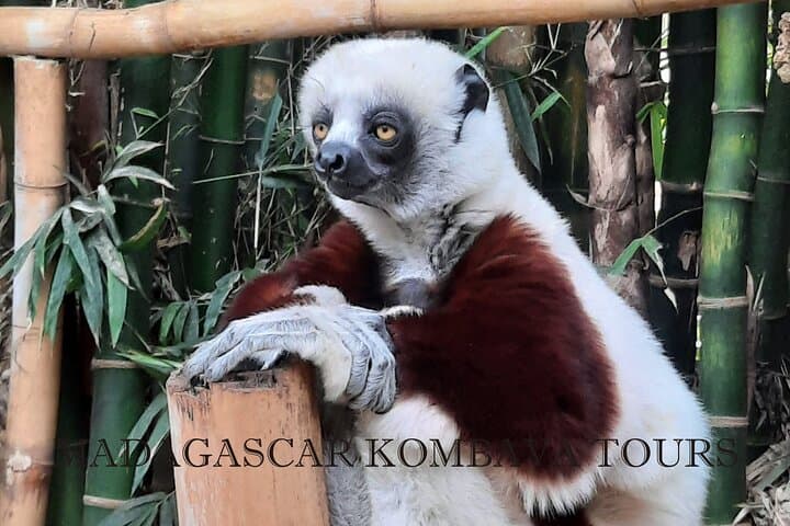 Imazhi - Madagascar : Kingdom of King Julien