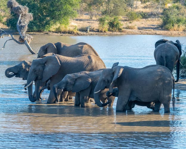 Imagen - Experiencia Icónica en Kruger, Safari Mala Mala y Ciudad del Cabo, Ellerman House