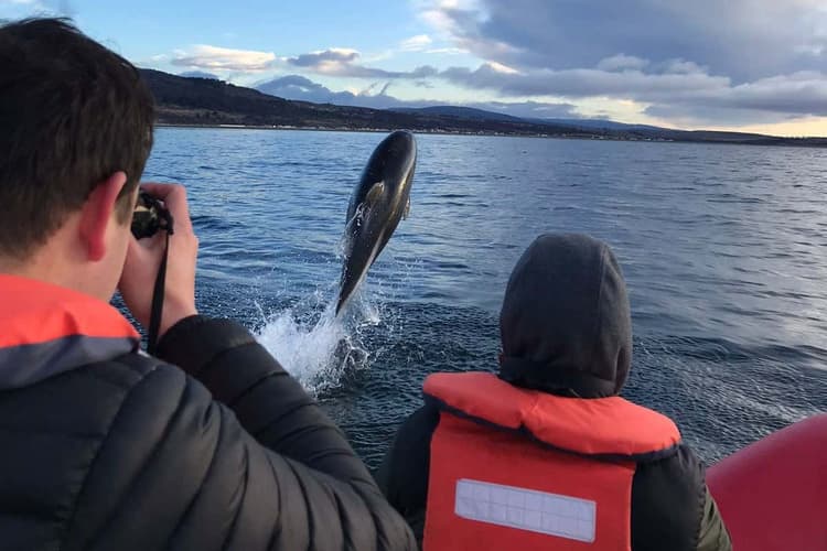 Imagen - Avistamiento de Delfines en el Estrecho de Magallanes
