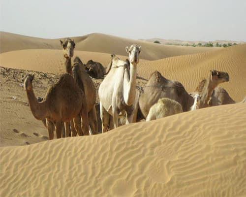 Bilde -  Overland from Copenahgen thorugh Europe to Senegal | 33 day