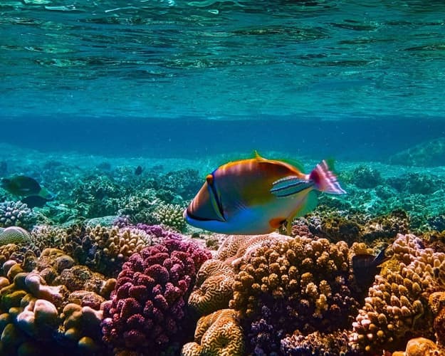 Immagine -  Relax e snorkeling a Sharm el-Sheikh