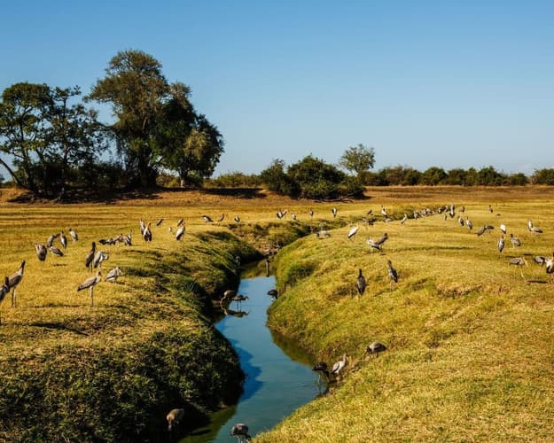 Imagen -  Safari por Zambia