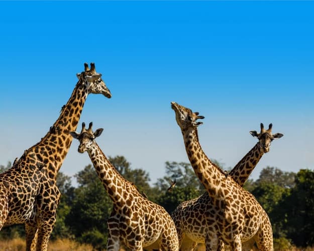 Imagen -  Safari de Aventura por Kafue y el Bajo Zambeze