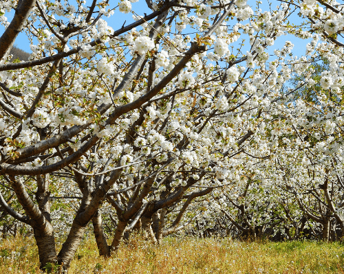 Imagen - Extremadura, Cerezos en flor