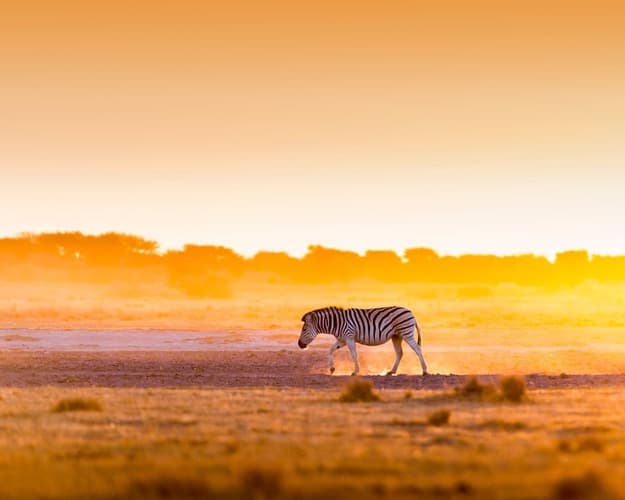 Imagen -  Safari por Botswana y Chobe