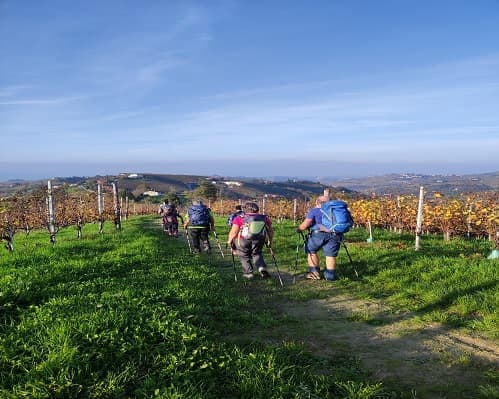 Immagine - Nella terra del Re dei Vini, tour tra le vigne del Barolo