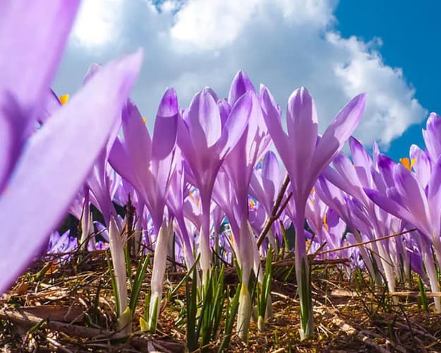 Immagine - L’ “oro rosso” d’Abruzzo: lo zafferano di Navelli