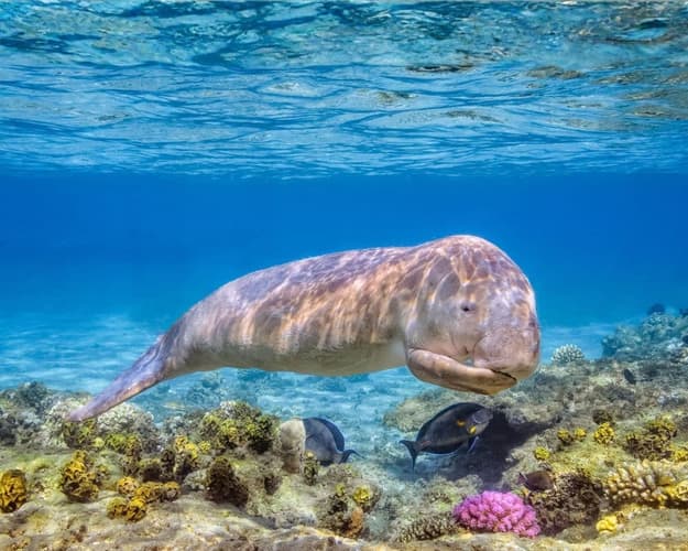 Immagine - Marsa Alam: il silenzio del deserto