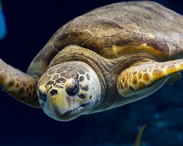 Image - Diviértete visitando Tampa