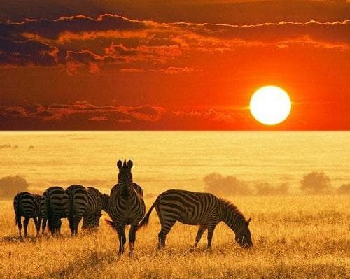 Imagen - Sudáfrica - The Shosholoza Safari 