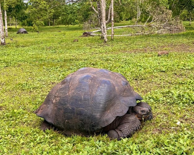 Imagen - Tour: Parte Alta - Isla Santa Cruz 