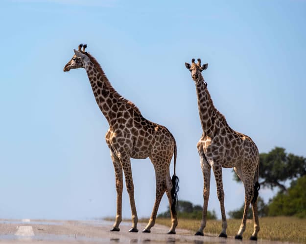 Image - Botswana Ecoluxury. Viaggio di gruppo 