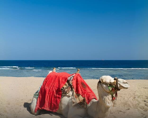 Immagine - Marsa Alam: mare a 360 gradi