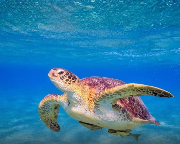 Immagine -  Marsa Alam: baia delle tartarughe