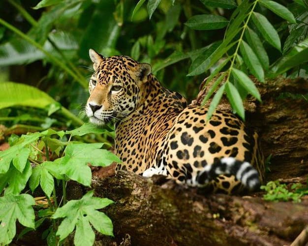 Imagen - EXPLORANDO BELICE 